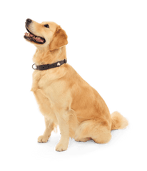 BarkBox Large Dog Collar