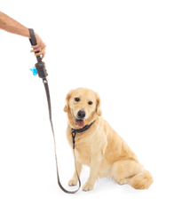 BarkBox Dog Leash