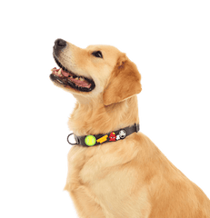 BarkBox Medium Dog Collar