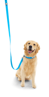 BarkBox Dog Leash
