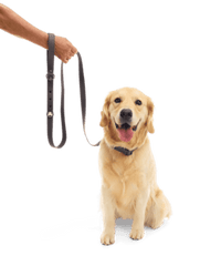 BarkBox Dog Leash