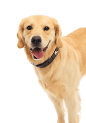 BarkBox Large Dog Collar